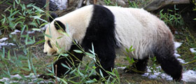 Chengdu & Bifengxia Panda Breeding Center Experience