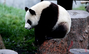 giant pandas in Chengdu Bifengxia Giant Panda Breeding Center