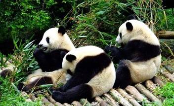 giant pandas in Chengdu Giant Panda Breeding and Research Center