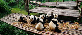 Giant Pandas, Yangtze River and Golden Triangle Combo