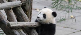 Chengdu & Bifengxia Panda Breeding Center Experience