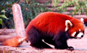 Red Panda