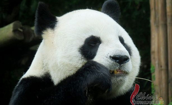 giant pandas in Taipei Zoo