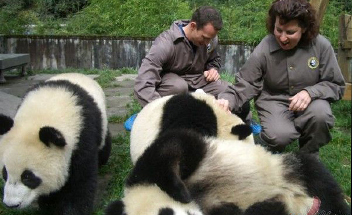 Volunteers of Giant Panda Protection Programs