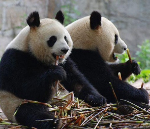 giant pandas