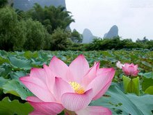Scenery in Guilin in June