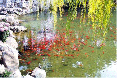 West Lake scenery