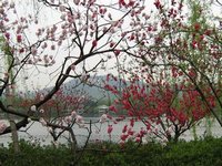 April Scenery in Hangzhou