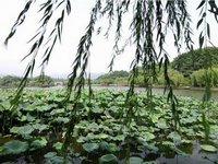 Hangzhou Beautiful Scenery in Summer