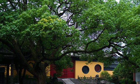 West Lake scenery