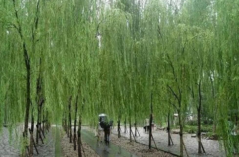 West Lake scenery