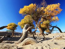 Hohhot November Scenery