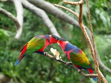 Hong Kong Zoological and Botanical Garden