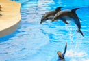 Ocean Park