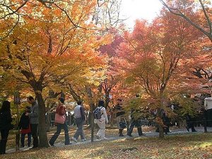 Huangshan Maple Leaves