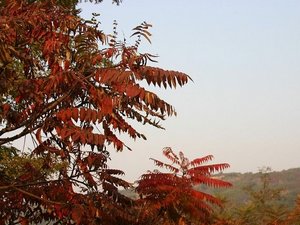 Huangshan Maple Leaves