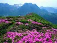 Lanzhou Spring