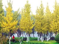 Ningbo Autume Beautiful Scenery