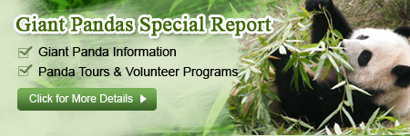 Giant Panda Special Report