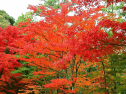 Red leaves on Qixia Mountain