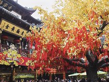 Shanghai February Scenery