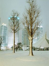 Shanghai January Scenery
