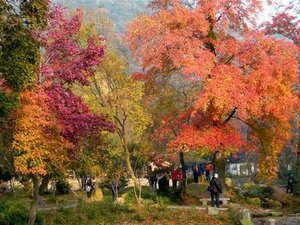 Tianping Autumn Leaves Festival