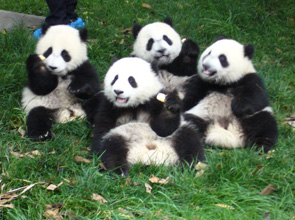 China Panda Tours