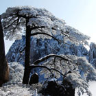 Yellow Mountain