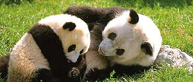 Chengdu panda tour