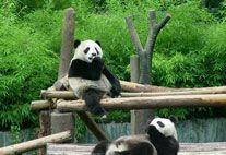 Giant Panda