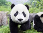 Giant Pandas, Yangtze River and Golden Triangle Combo 
