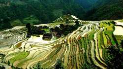 Jiabang Rice Terraces