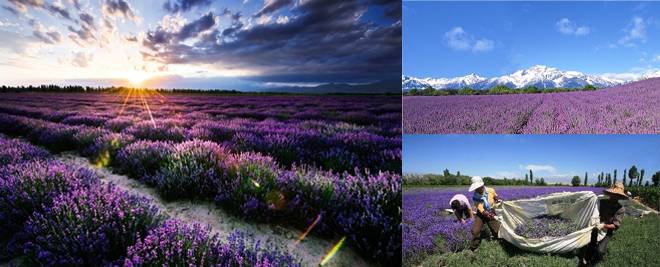 Lavender in Yili, Xinjiang, Best Places to Travel in Early Summer Lavender in Yili, Xinjiang, Best Places to Travel in Early Summer