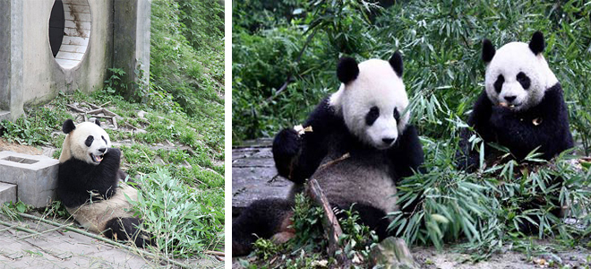Bifengxia Giant Panda Base