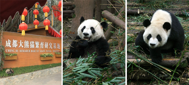 Chengdu Giant Panda Breeding and Research Base