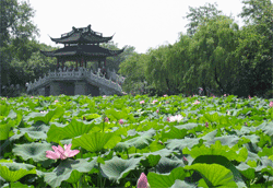 Lotus in the Breeze at Crooked Courtyard
