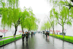 West Lake in Spring