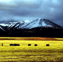 Grassland in North Tibet