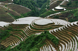 Longji Terraced Fields