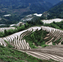 Longji Terraced Fields