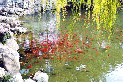 Viewing Fish and Lotus Fronds at Flower Pond