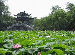 Lotus in the Breeze at Crooked Courtyard