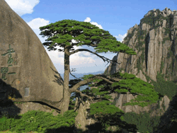 Pine Trees on the Mountain