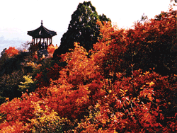 Red leaves on Fragrant Hills