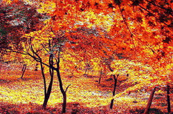 Red colors on Qixia Mountain