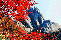 Red leaves on the Yellow Mountains