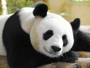Giant Pandas in China Giant Pandas in China