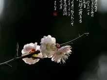 Plum-Blossom in Three Movements