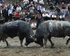 Bull fighting festival